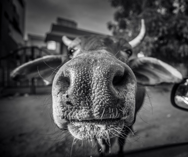 Magdaléna Straková, Cows Life In India_4