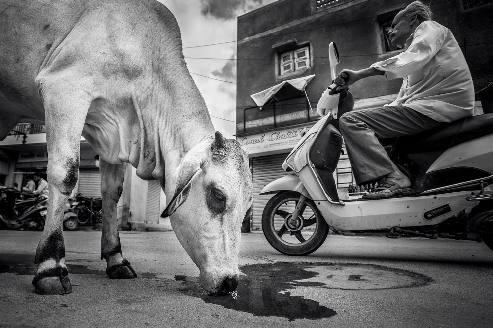 Magdaléna Straková, Cows Life In India_3