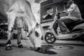 Magdaléna Straková, Cows Life In India_3