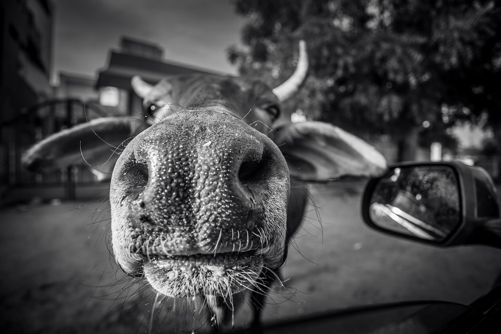 Magdaléna Straková, Cows Life In India_4