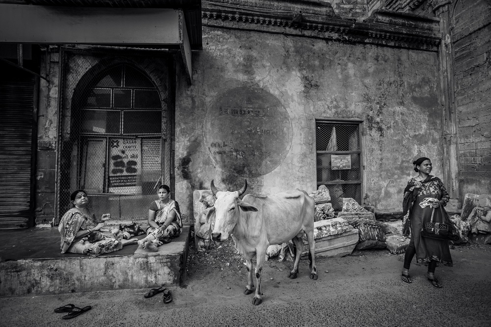 Magdaléna Straková, Cows Life In India_5