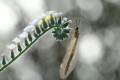 FUJINON XF80mmF2.8 LM OIS WR Macro