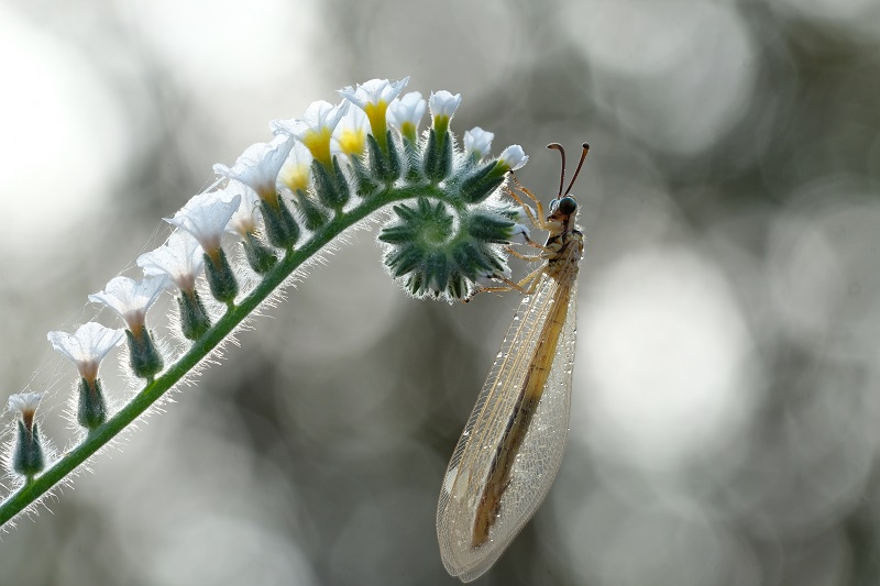 FUJINON XF80mmF2.8 LM OIS WR Macro
