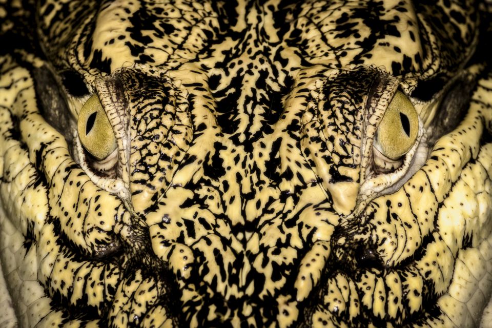 Caiman