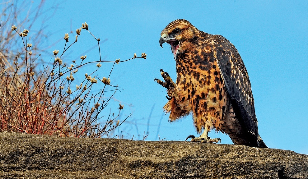 Galapágy, Jan Hocek