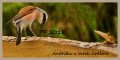 Jindřiška Jiráková, PF 2018