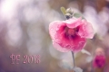 Soňa Šerá, PF 2018