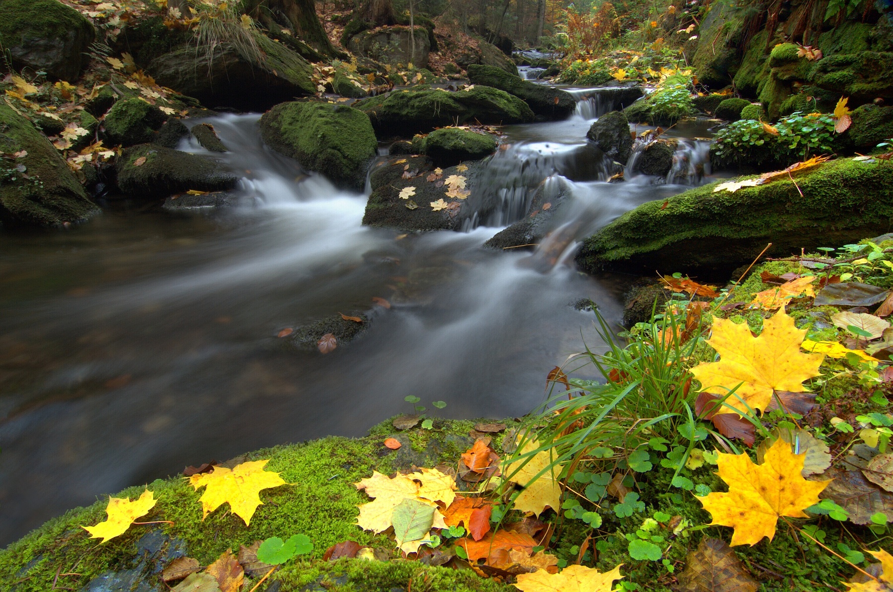 forest-stream---autor-petr-strasensky.jpg