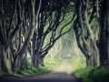 ilona-hromadkova,dark-hedges.jpg