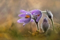 jiri-paruzek,eisa---duo.jpg
