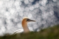 renata-hasilova,-helgoland-70d-1290.jpg