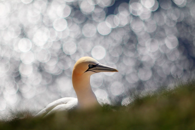 renata-hasilova,-helgoland-70d-1290.jpg