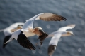renata-hasilova,-helgoland-70d-1302.jpg