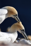 renata-hasilova,-helgoland-70d-1393.jpg