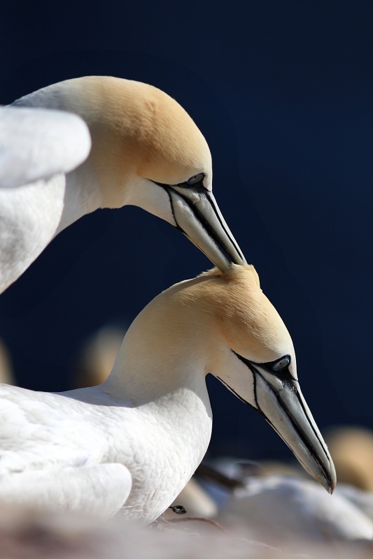 renata-hasilova,-helgoland-70d-1393.jpg