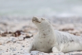 renata-hasilova,-helgoland-70d-1938.jpg