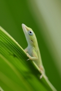 stanislav-macik,-anolis-porcatus-cuba.jpg