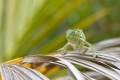 stanislav-macik,-chamaeleo-dilepis-in-nature.jpg