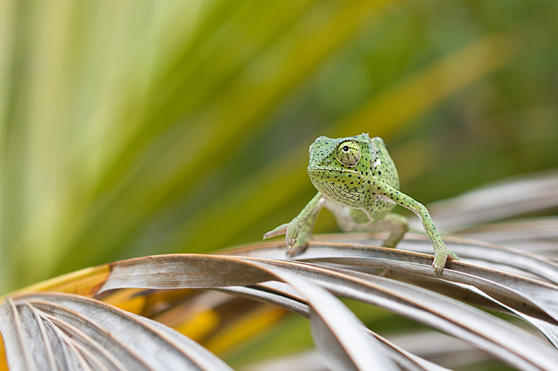 stanislav-macik,-chamaeleo-dilepis-in-nature.jpg