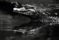 stanislav-macik,-paleosuchus-palpebrosus-peru.jpg