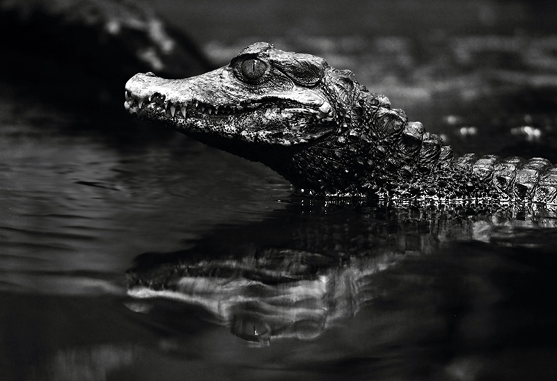 stanislav-macik,-paleosuchus-palpebrosus-peru.jpg