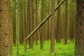 tomas-knot-7.jpg