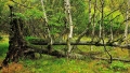 tomas-knot-8.jpg