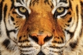 Simone Sbaraglia, Bengal Tiger