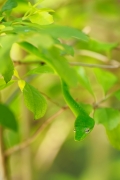 p1181523-1-had.jpg