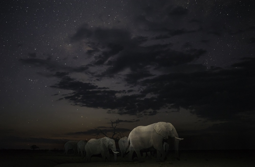 James Gifford-unitedkingdom-open-wildlifeopencompetition-2018.jpg