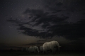James Gifford-unitedkingdom-open-wildlifeopencompetition-2018.jpg