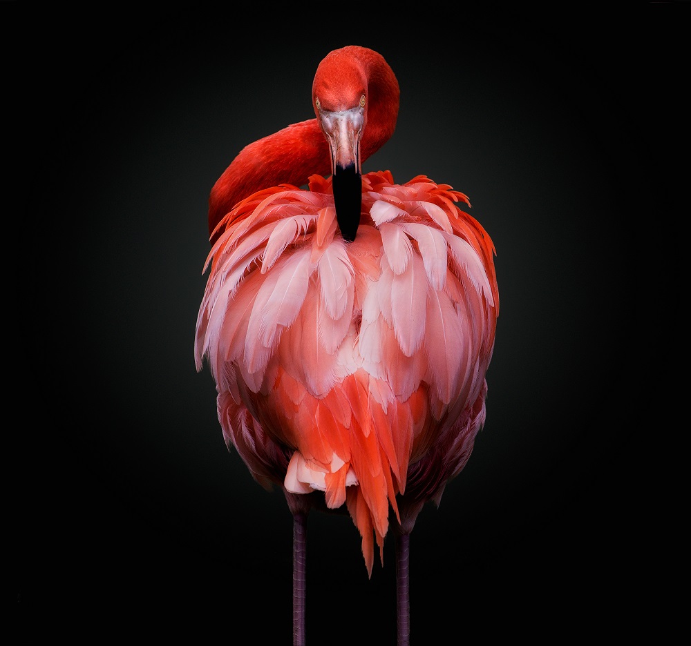 Pedro Jarque Krebs-peru-open-wildlifeopencompetition-2018.jpg