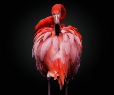Pedro Jarque Krebs-peru-open-wildlifeopencompetition-2018.jpg