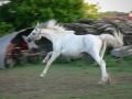 kc-panning.jpg