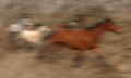 kp-jan-zahornacky-divoke-kone.jpg