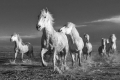 kp-jiri-vecernik-camargue-4697.jpg