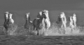 kp-jiri-vecernik-camargue-5821-2-(2).jpg
