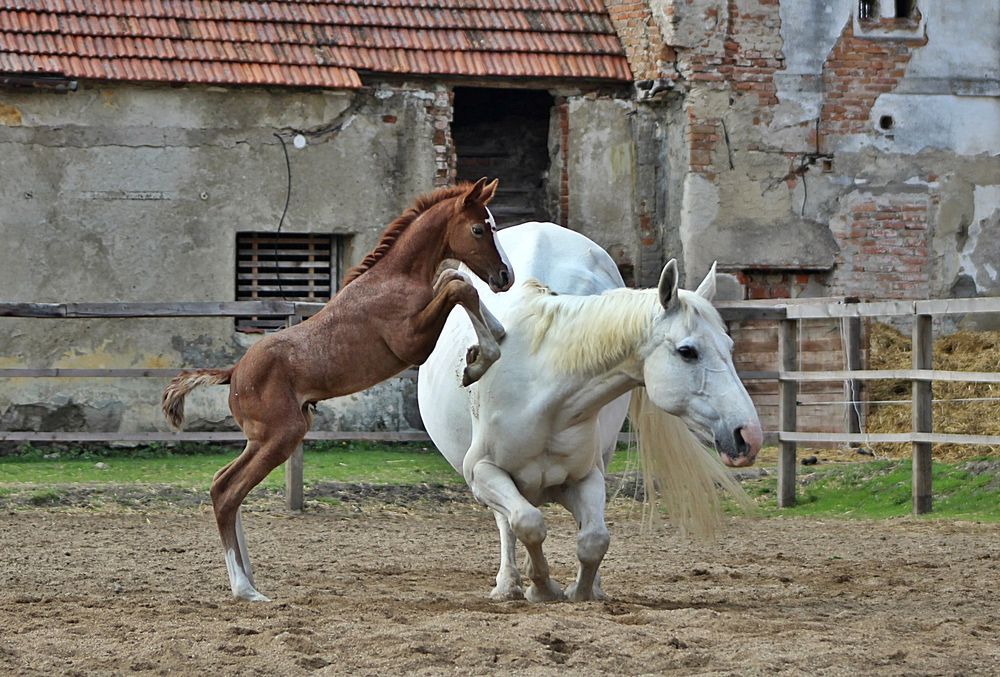 kp-komendova-petra-materske-povinnosti.jpg