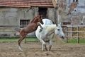 kp-komendova-petra-materske-povinnosti.jpg