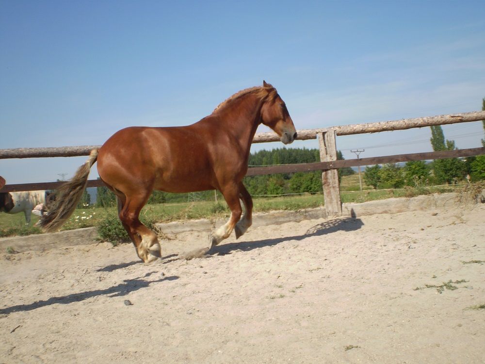 kp-kun-v-pohybu---petra-viskova.jpg