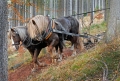 kp-rita-tuckova---kun-v-pohybu---spolecnymi-silami.jpg