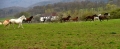 kp-viktorie-vanickova-fx7-0082.jpg