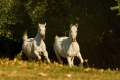 kp-zdenek-vondracek,-kun-v-pohybu-dsc-3879.jpg