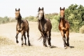 kp-zdenek-vondracek,-kun-v-pohybu-dsc-4297.jpg