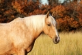 pk-anetanovotna4.jpg