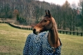 pk-denisa-bohuslavova,-portret-kone.jpg