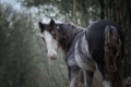 pk-denisa-doudova,-hrebec-cillbarra-moonraker.jpg