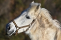 pk-eva-vesela-portret-kone-1.jpg
