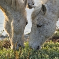 pk-jiri-vecernik-camargue-6792.jpg
