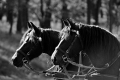 pk-komendova-petra-holandska-elegance.jpg